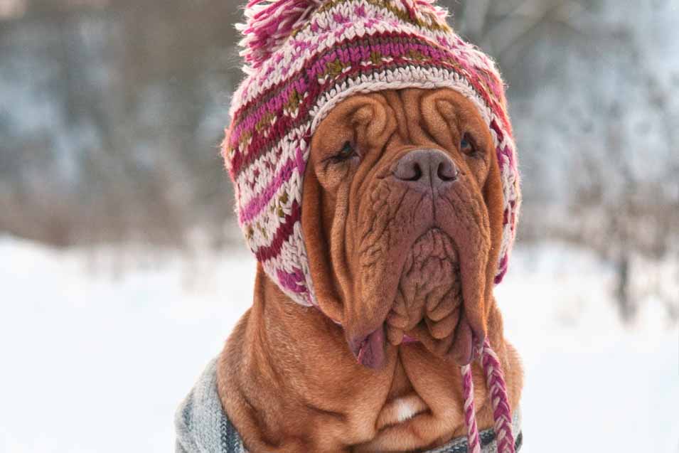 Picture of a Dog Wearing a Funny Hat