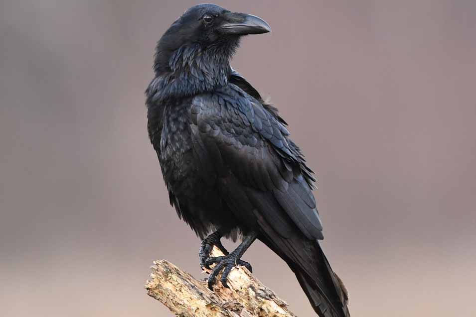 Picture of a raven on a stick