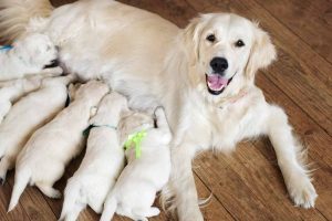 Picture of a Golden Retriever and her puppies