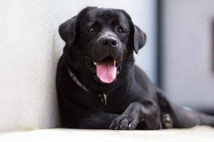 Picture of a black lab laying down