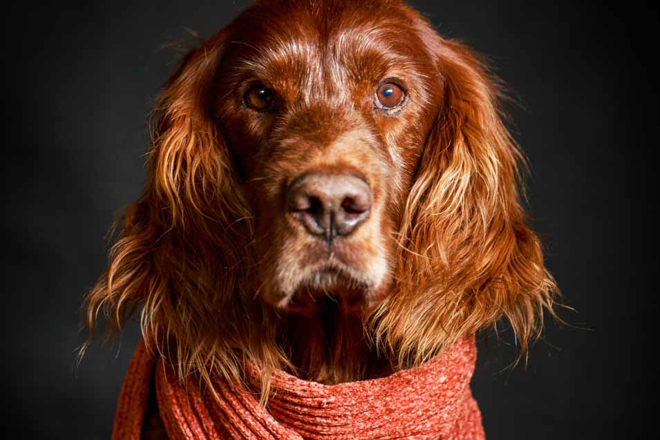 Picture or a Irish Setter
