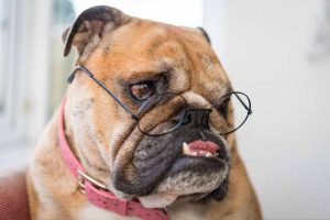 Picture of Bulldog wearing Harry Potter Glasses