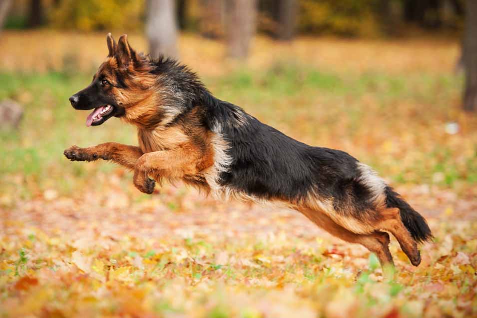 Picture of a German Shepherd running