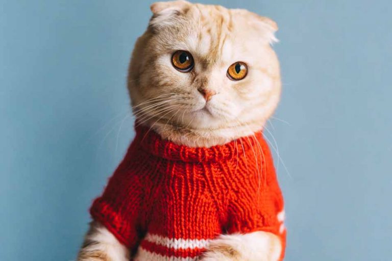 Picture of a cat in a sweater