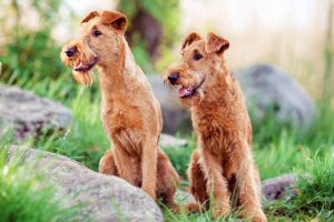 Picture of 2 Irish Terriers