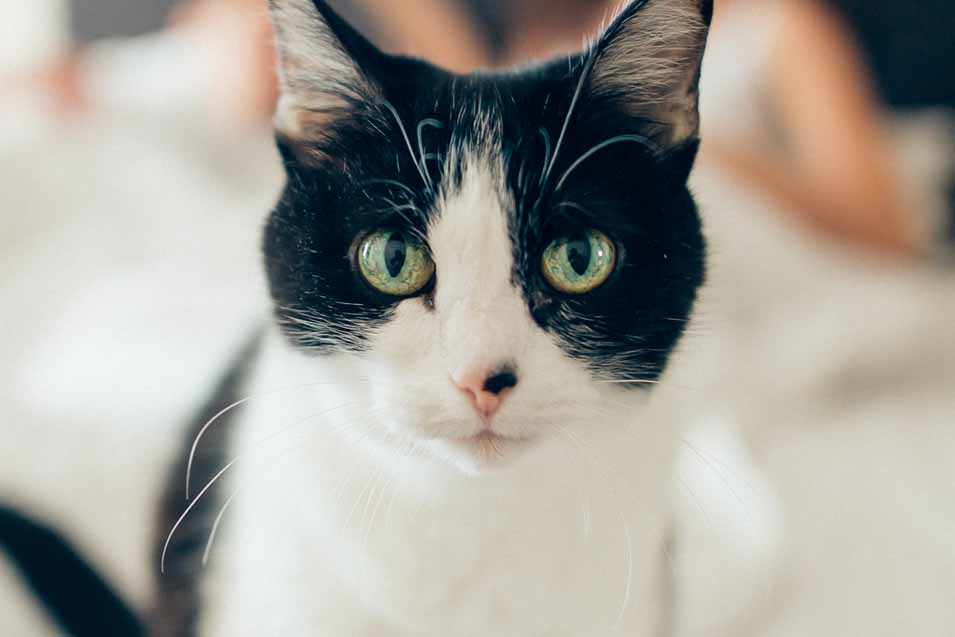 Picture of a Black and White Cat