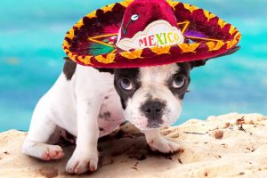 Picture of a dog wearing a sombrero