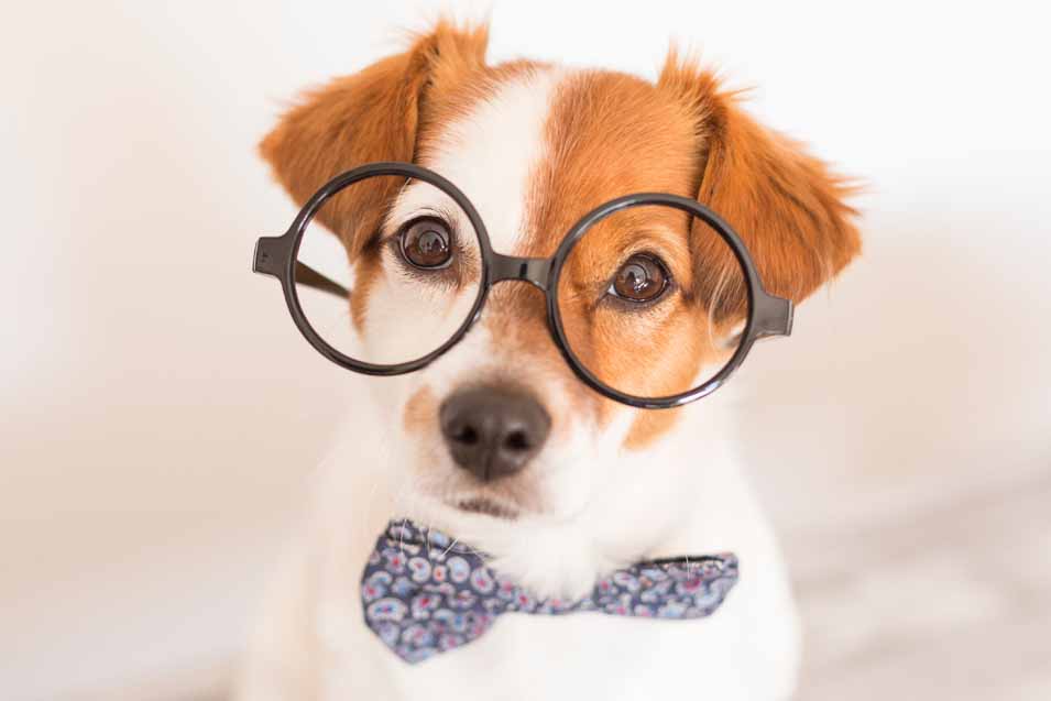 Dog with reading glasses
