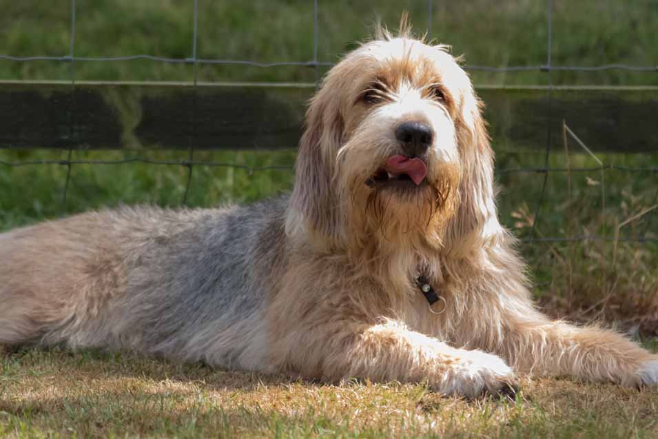 Picture of an Otterhound
