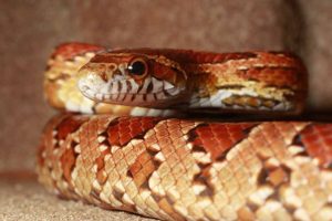 Picture of an orange corn snake