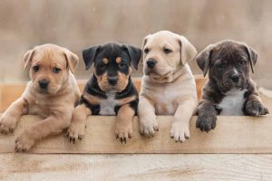 Picture of 4 puppies