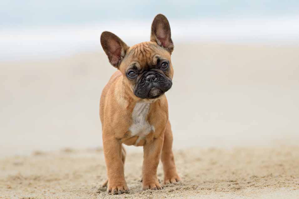 Picture of a French Bulldog puppy