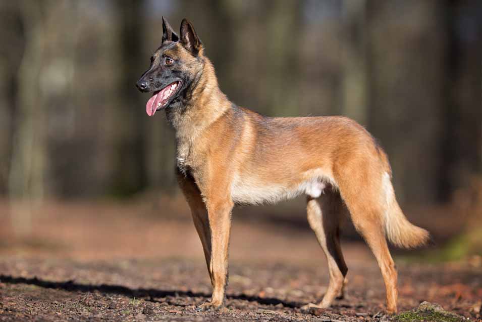 Picture of a Belgian Malinois 