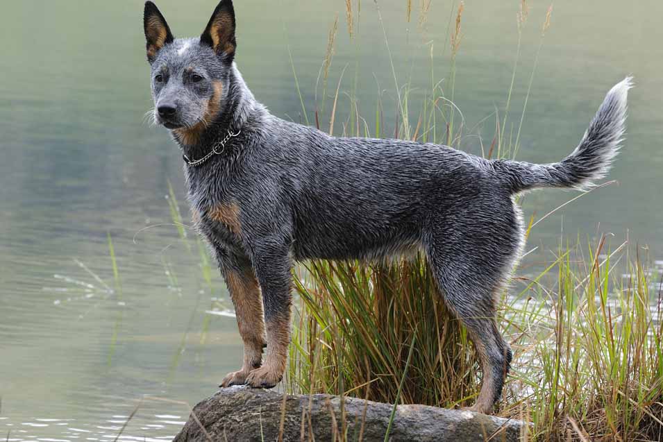 Picture of a Australian Cattle Dog