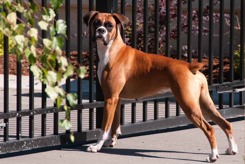 Picture of a Boxer Dog