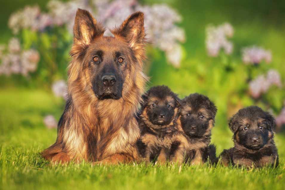 Picture of German Shepherd with puppies