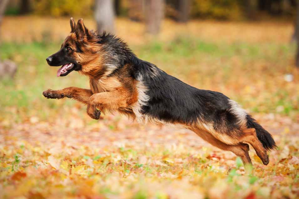 Picture of a German shepherd