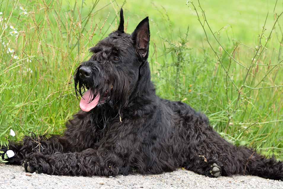 Picture of a Giant schnauzer