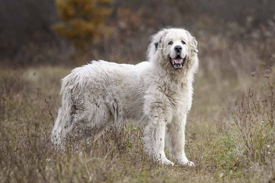 Picture of a Great Pyrenees dog