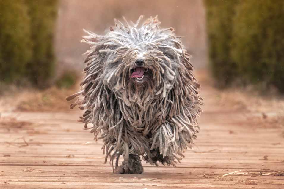 Picture of a Puli