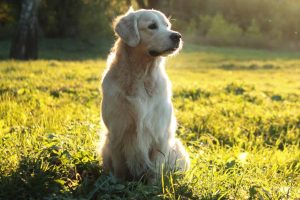 Picture of a Golden Retriever in a Field