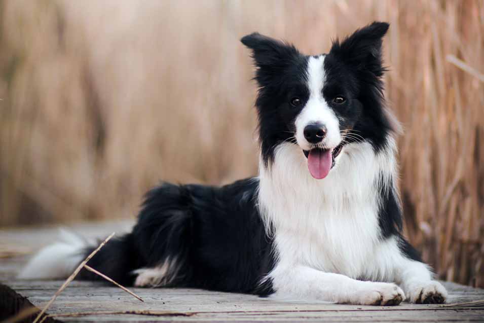Picture of a Border Collie