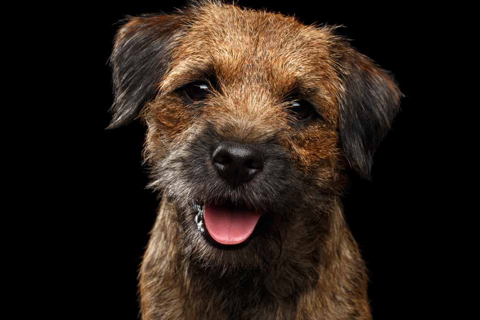 Picture of a Border Terrier