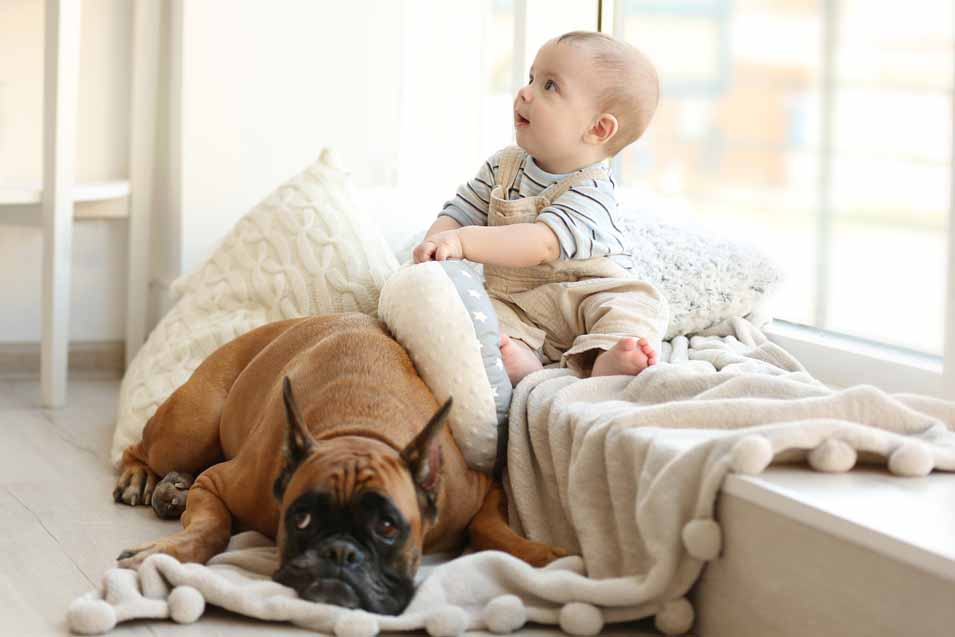 Picture of a boy and a boxer dog