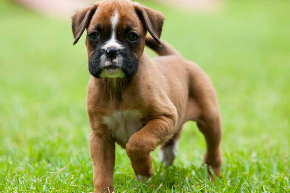 Picture of a Boxer Puppy