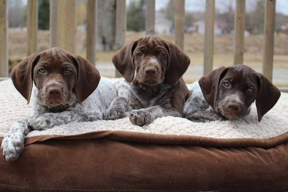 Picture of German Pointer Puppies