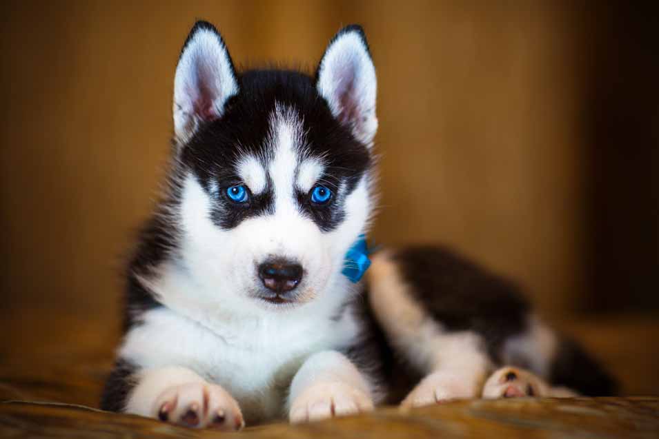 Picture of a Siberian Husky Puppy