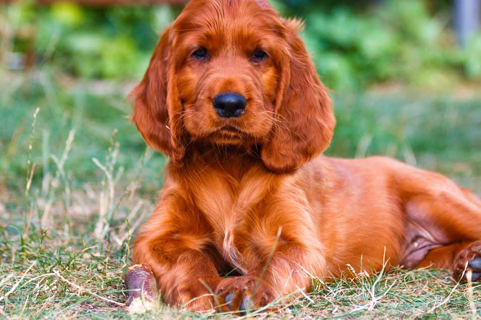 Picture of an Irish Setter