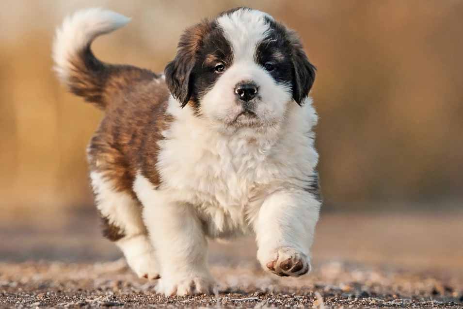 Picture of a Saint Bernard puppy