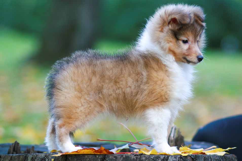 Picture of a Shetland Sheepdog puppy