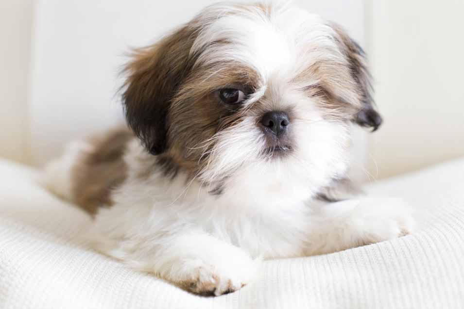 Picture of a Shih Tzu puppy