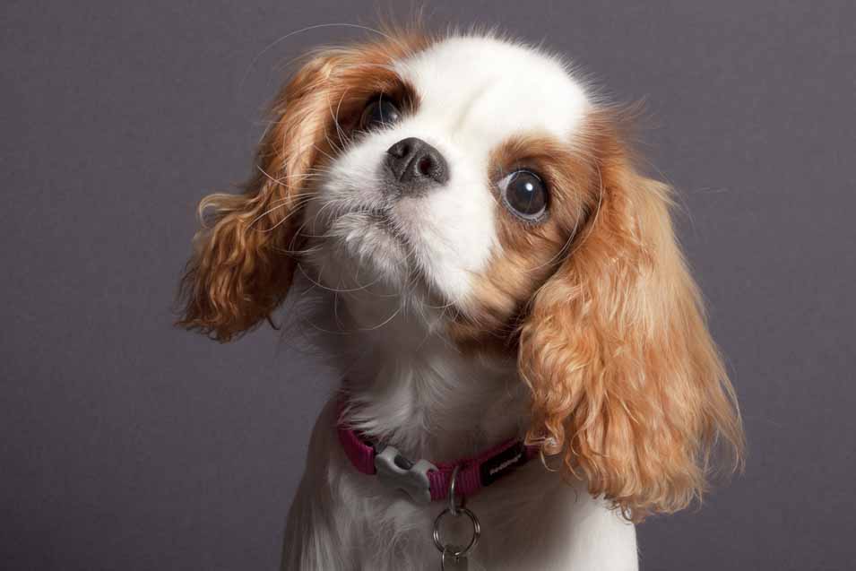 Picture of a cavalier king charles spaniel