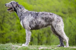 Picture of a Irish Wolfhound