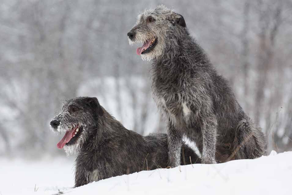 Picture of a Irish Wolfhound 