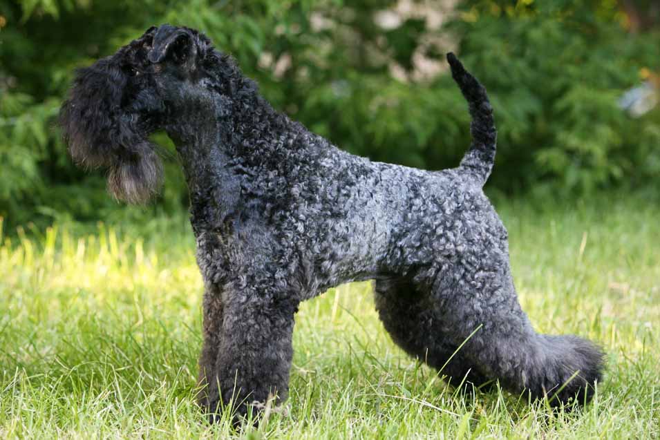 Picture of Kerry Blue Terrier