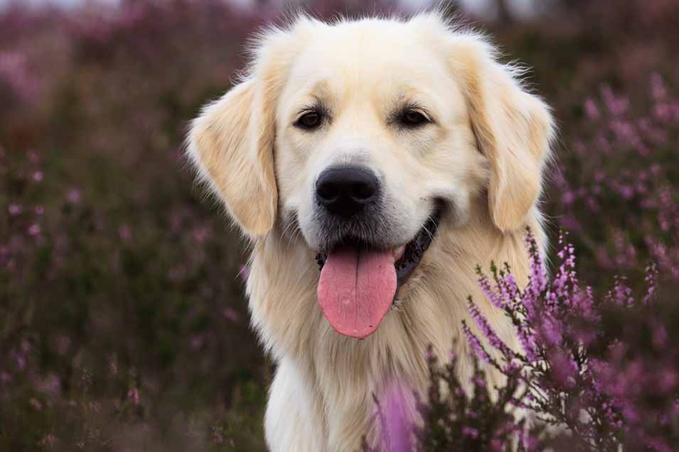 Picture of a Golden Retriever