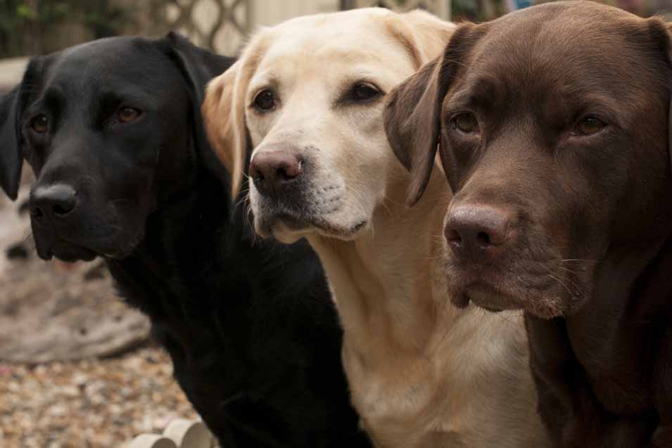  Picture of a black, brown and golden Labrador Retriever