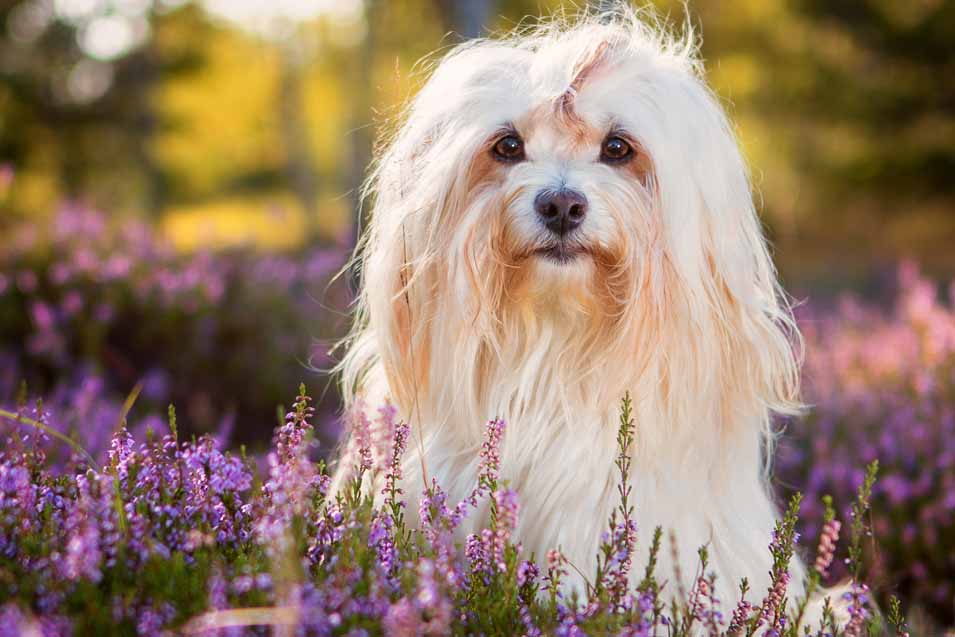 Picture of a Havanese