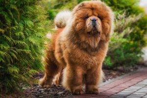 Picture of a Chow Dog