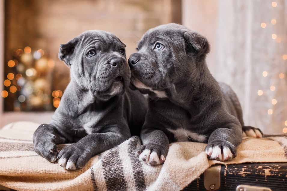 Picture of 2 puppies in a house
