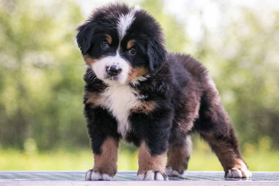 Picture of a bernese mountain dog puppy