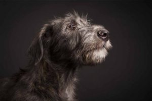 Picture of an Irish Wolfhound