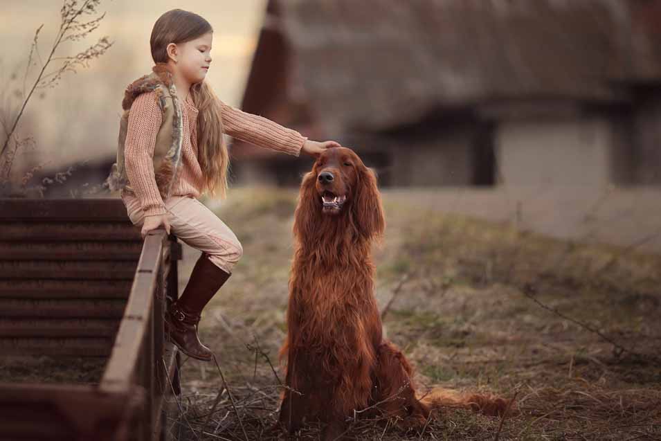 Picture of an Irish Setter and a girl