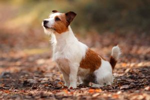 Picture of a Jack Russell in the forest