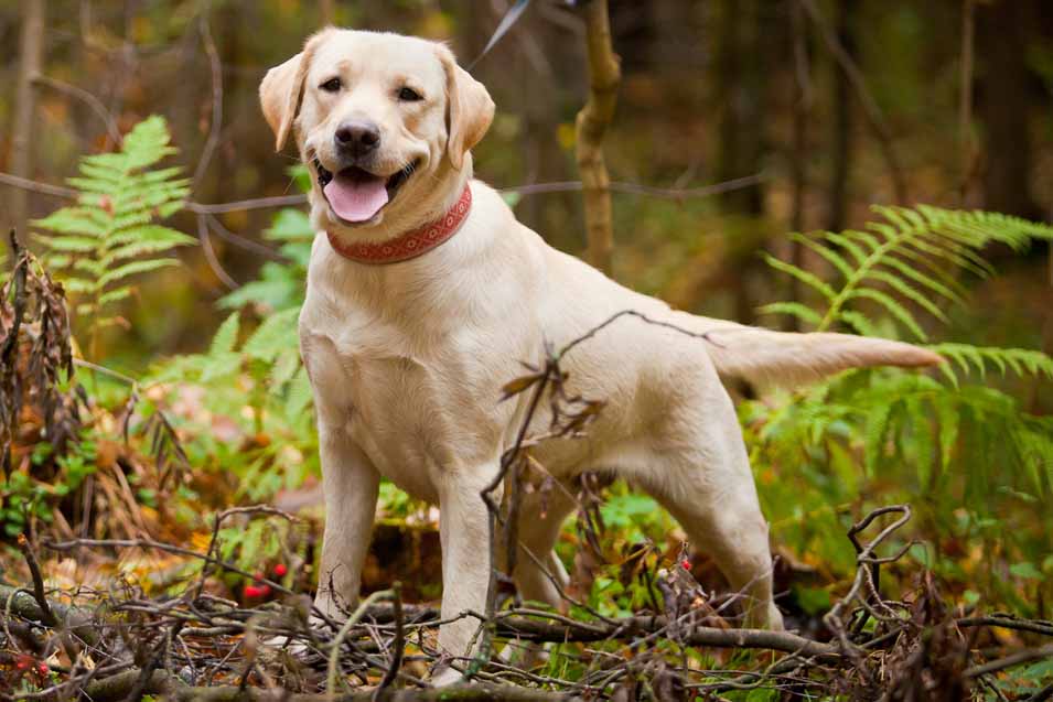 Picture of a Labrador Retriever in the forest