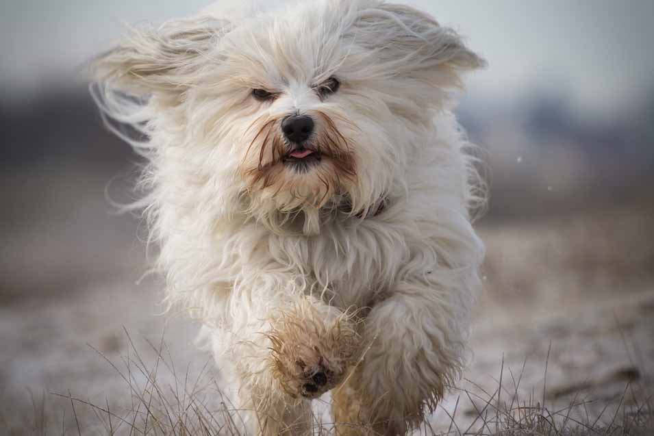 Picture of a white dog running